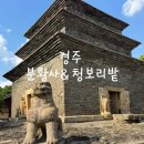 번영탑 | 경주 가볼만한곳 분황사 황룡사지 청보리밭 방문 후기