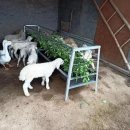 배식농장 이미지