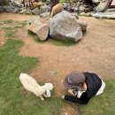 새벽목장 | 엄마랑 다녀온 판랑 사막투어 양떼목장 &amp; 포롱자라이｜엄마솔직후기