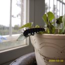 봄이 왔네요~ 암끝 검은 표범 나비 유충입니다. 이미지