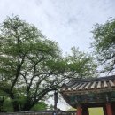 교촌길 | 경주 필수코스 신라한복대여 추천 여기한복 후기 feat.대릉원 [내돈내산]