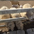 남해목장 이미지