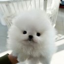 화이트포메라니안 이미지