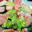 엔젤 식물원 이미지