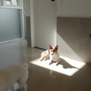 (주)하울팟케어클럽 이미지