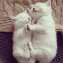 알콩달콩 이미지