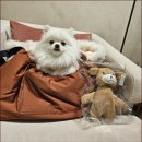 네오텔 | 부산 애견 미용 개팡&amp;스파샤봉 통해 건강 우선 맞춤 케어 전문점 확인 방법