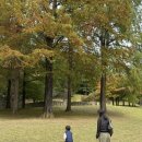 호암스포츠 | 호암미술관 단풍구경 후기 | 용인 가을단풍명소 추천 🍁