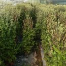 새린농장 이미지