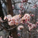 응봉공원 이미지