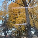 영서도시락 이미지