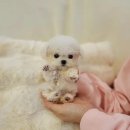 탑클래스 펫 이미지