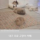 오묘 고양이카페호텔미용 | 대구 고양이 카페 오묘 고양이카페 대구 고양이 호텔 미용 앞산 데이트추천
