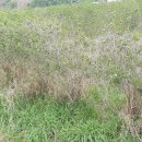 고법축산 이미지