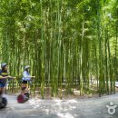 대숲 이미지