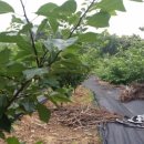 창우농장 이미지