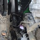 구미라지에타 이미지