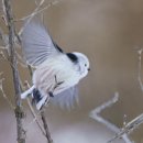 백발의 엄니새 ~ 이미지