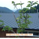 옥이텃밭 이미지