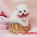 귀여운 강아지 이미지