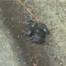 태종대 두꺼비약수터 이미지