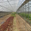 박사농장 이미지