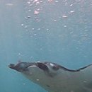 Manta Ray in Bali 이미지