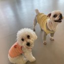 댕겨올개 이미지