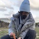 구좌친환경당근영농조합법인 이미지