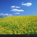 포크기타 (연주) Daum카페