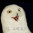 새들 | [일본 요나고] 새들의 정원 <마쓰에 포겔파크> 후기