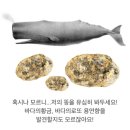 금보다 비싼 용연향, 대체 뭐길래?…향유고래 똥 가격이 40억원 "바다의 로또" 이미지