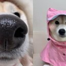 고집 이미지