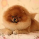 디오레 포메라니안 이미지