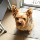 시흥24시센트럴동물의료센터 이미지