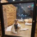 해피펫클럽 이미지