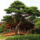 소나무풍경 이미지