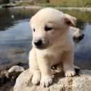 광주24시스카이동물메디컬센터 이미지