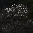 사진예술 이미지