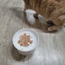 찹찹 펫푸드 이미지