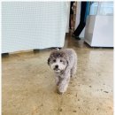 멍블랑제리 이미지