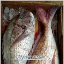 3월 22일(화) 목포는항구다 생선카페 하의수산 판매생선[ 횟감용 참돔 ] 이미지