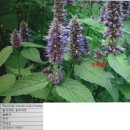 금강약초 네이버블로그