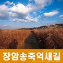 장암 송죽 억새길 | 부여 장암 송죽 억새길 짙은가을을 느끼고왔네요.