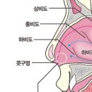 키셀바흐 이미지