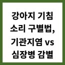 홈즈 동물병원 | 강아지 기침 소리 구별법, 기관지염 vs 심장병 감별