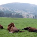 성실목장 이미지