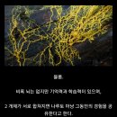 성별이 720개나 되는 특이한 단세포 생물 이미지