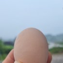 알마니농장 이미지