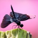 나비잠자리 이미지